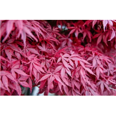 Acer palmatum 'Atropurpureum' Клен пальмолистный 'Атропурпуреум'